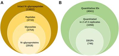 Comparative glycoproteomics study on the surface of SKOV3 versus IOSE80 cell lines